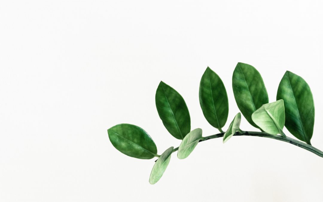 Plant branch with green leaves with a white background