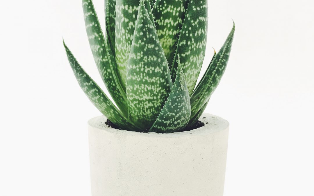 Small house plant in a white pot with dotted leaves
